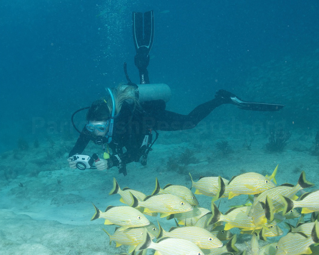 The website's author during a research dive