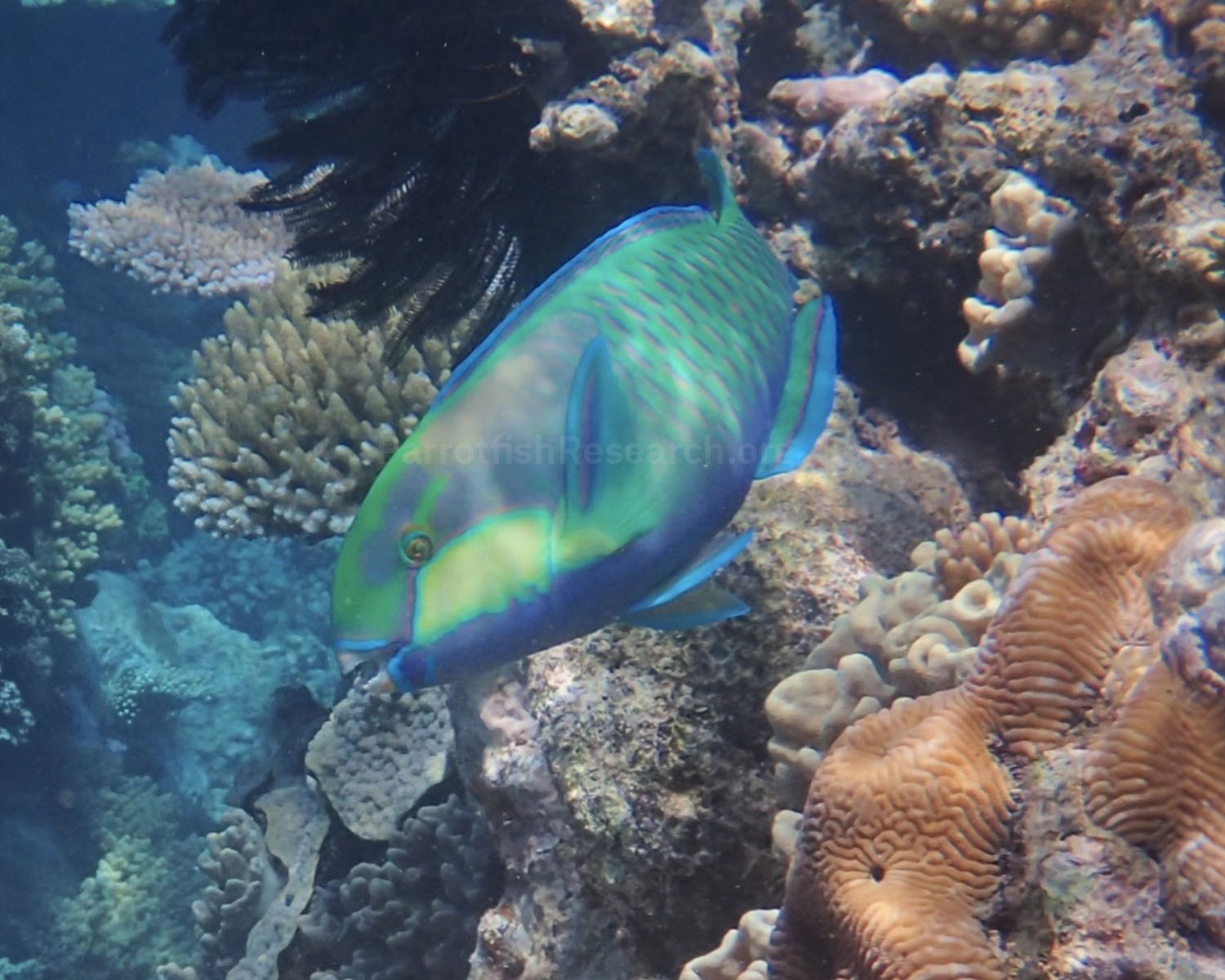 The parrotfish Chlorurus bleekeri