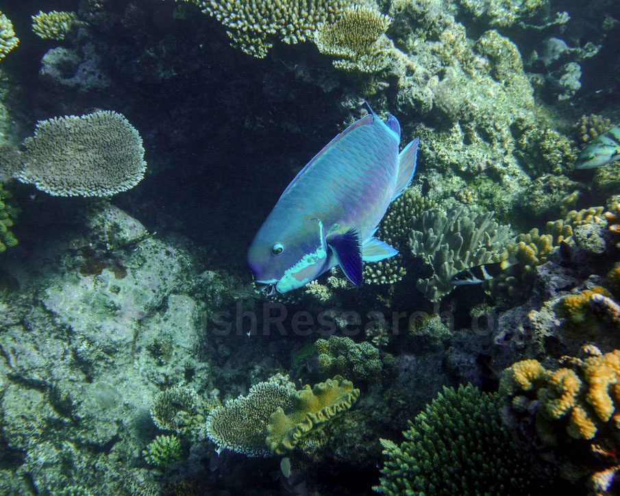 A parrotfish with beak-like oral jaws
